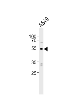 Invitrogen PPP2R2C Polyclonal Antibody 400 &mu;L; Unconjugated:Antibodies,