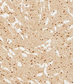 Invitrogen WDR82 Polyclonal Antibody 400 &mu;L; Unconjugated:Antibodies,