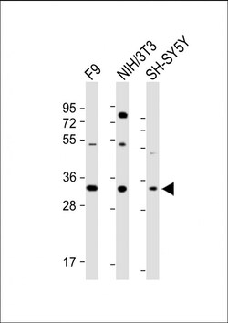 Invitrogen WDR82 Polyclonal Antibody 400 &mu;L; Unconjugated:Antibodies,