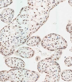 Invitrogen WDR82 Polyclonal Antibody 400 &mu;L; Unconjugated:Antibodies,