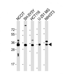 Invitrogen WDR82 Polyclonal Antibody 400 &mu;L; Unconjugated:Antibodies,
