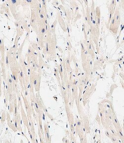 Invitrogen EHD2 Polyclonal Antibody 400 &mu;L; Unconjugated:Antibodies,