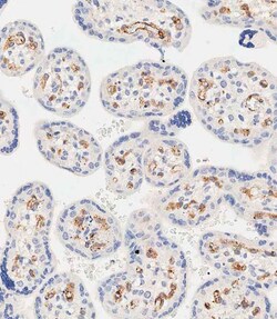 Invitrogen EHD2 Polyclonal Antibody 400 &mu;L; Unconjugated:Antibodies,