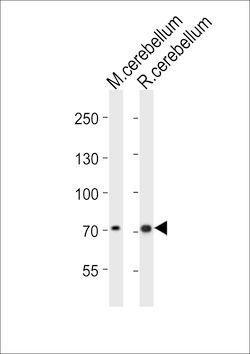 Invitrogen LEO1 Polyclonal Antibody 400 &mu;L; Unconjugated:Antibodies,
