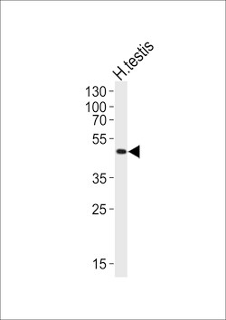 Invitrogen LIPI Polyclonal Antibody 400 &mu;L; Unconjugated:Antibodies,