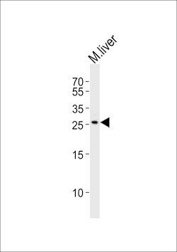 Invitrogen Noto Polyclonal Antibody 400 &mu;L; Unconjugated:Antibodies,