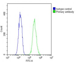 Invitrogen Nkx2.5 Polyclonal Antibody 200 &mu;L; Unconjugated:Antibodies,