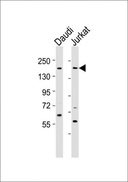 Invitrogen BZRAP1 Polyclonal Antibody 400 &mu;L; Unconjugated:Antibodies,