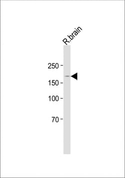 Invitrogen BZRAP1 Polyclonal Antibody 400 &mu;L; Unconjugated:Antibodies,
