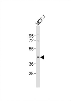 Invitrogen OR5A1 Polyclonal Antibody 400 &mu;L; Unconjugated:Antibodies,