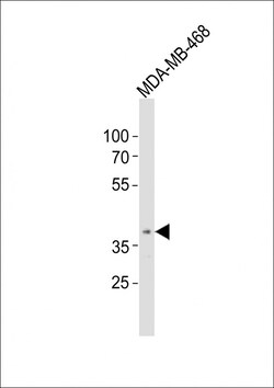 Invitrogen OR5A1 Polyclonal Antibody 400 &mu;L; Unconjugated:Antibodies,