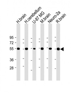 Invitrogen NRXN1 Polyclonal Antibody 400 &mu;L; Unconjugated:Antibodies,