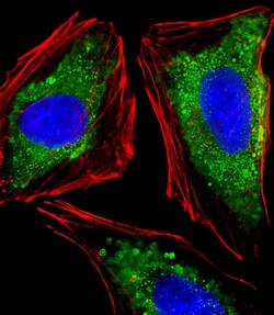 Invitrogen ITGA7 Polyclonal Antibody 400 &mu;L; Unconjugated:Antibodies,