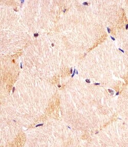 Invitrogen ITGA7 Polyclonal Antibody 400 &mu;L; Unconjugated:Antibodies,