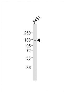 Invitrogen ITGA7 Polyclonal Antibody 400 &mu;L; Unconjugated:Antibodies,