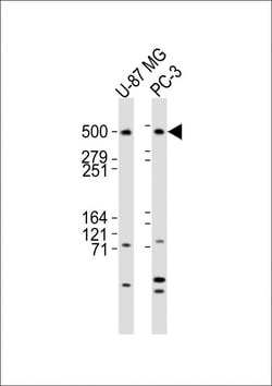 DYNC1H1 Polyclonal Antibody:Antibodies, Polyclonal