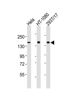 Invitrogen RAPGEF2 Polyclonal Antibody 400 &mu;L; Unconjugated:Antibodies,