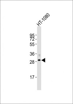 Invitrogen FBXO45 Polyclonal Antibody 400 &mu;L; Unconjugated:Antibodies,