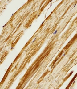 Invitrogen Adenylate Kinase 2 Polyclonal Antibody 200 &mu;L; Unconjugated:Antibodies,