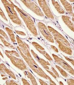 Invitrogen Adenylate Kinase 2 Polyclonal Antibody 200 &mu;L; Unconjugated:Antibodies,