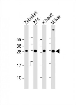 Invitrogen Adenylate Kinase 2 Polyclonal Antibody 200 &mu;L; Unconjugated:Antibodies,