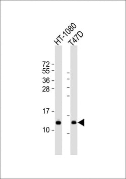 Invitrogen SPCS1 Polyclonal Antibody 50 &mu;L; Unconjugated:Antibodies,