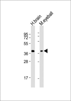 Invitrogen ARR3 Polyclonal Antibody 200 &mu;L; Unconjugated:Antibodies,