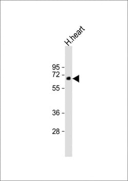 Invitrogen DVL1P1 Polyclonal Antibody 200 &mu;L; Unconjugated:Antibodies,