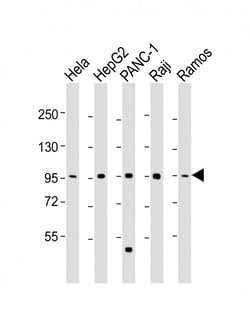 Invitrogen NUGGC Polyclonal Antibody 200 &mu;L; Unconjugated:Antibodies,