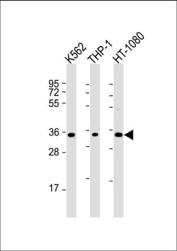 Invitrogen TMEM158 Polyclonal Antibody 200 &mu;L; Unconjugated:Antibodies,