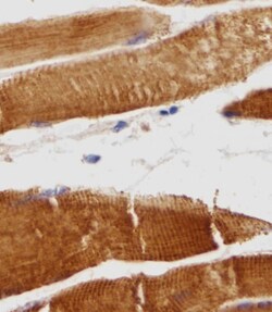 Invitrogen Titin Polyclonal Antibody 50 &mu;L; Unconjugated:Antibodies,