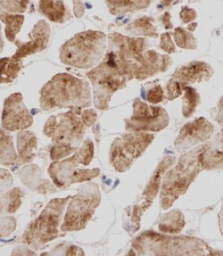 Invitrogen Titin Polyclonal Antibody 50 &mu;L; Unconjugated:Antibodies,