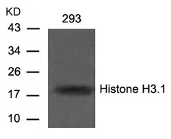 Invitrogen Histone H3 Polyclonal Antibody 100 &mu;L | Buy Online | Invitrogen&trade; | Fisher Scientific