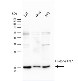 Invitrogen Histone H3 Polyclonal Antibody 100 &mu;L | Buy Online | Invitrogen&trade; | Fisher Scientific