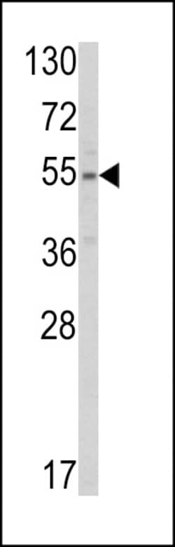 Invitrogen SLC38A3 Polyclonal Antibody 400 &mu;L; Unconjugated:Antibodies,