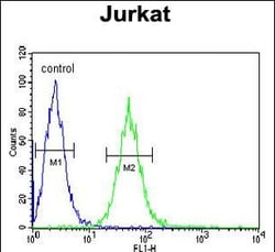 Invitrogen BCKDHA Polyclonal Antibody 400 &mu;L; Unconjugated:Antibodies,