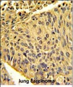 EPB41L4B Polyclonal Antibody:Antibodies, Polyclonal