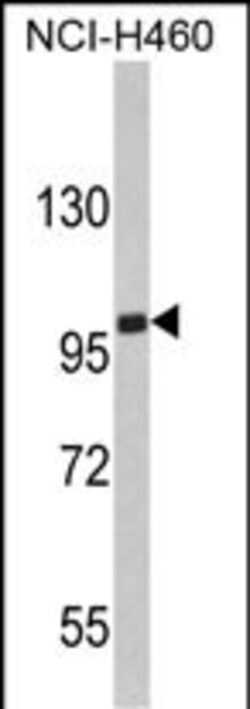 EPB41L4B Polyclonal Antibody:Antibodies, Polyclonal