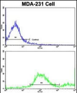 alpha-2b Adrenergic Receptor Polyclonal Antibody:Antibodies, Polyclonal