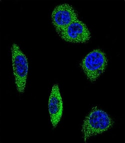 alpha-2b Adrenergic Receptor Polyclonal Antibody:Antibodies, Polyclonal