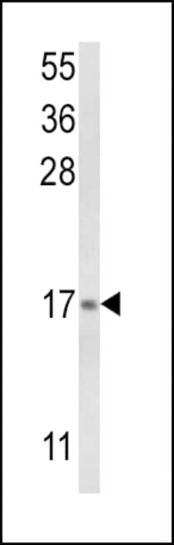 Invitrogen LTC4S Polyclonal Antibody 400 &mu;L; Unconjugated:Antibodies,