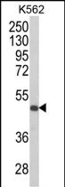 Invitrogen KIR3DS1 Polyclonal Antibody 400 &mu;L; Unconjugated:Antibodies,