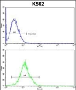 Invitrogen ATP12A Polyclonal Antibody 400 &mu;L; Unconjugated:Antibodies,