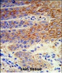 Invitrogen ATP12A Polyclonal Antibody 400 &mu;L; Unconjugated:Antibodies,
