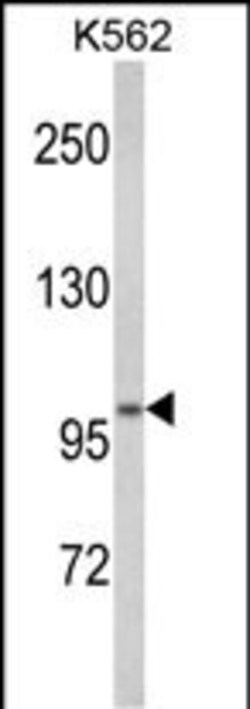 Invitrogen ATP12A Polyclonal Antibody 400 &mu;L; Unconjugated:Antibodies,