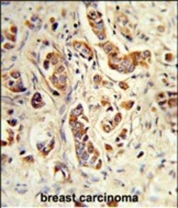 Invitrogen NCF1C Polyclonal Antibody 400 &mu;L | Buy Online | Invitrogen&trade; | Fisher Scientific
