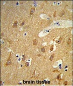 Invitrogen TSPAN12 Polyclonal Antibody 400 &mu;L; Unconjugated:Antibodies,