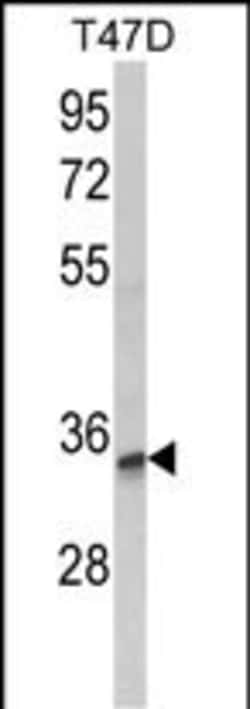 Invitrogen TSPAN12 Polyclonal Antibody 400 &mu;L; Unconjugated:Antibodies,