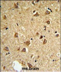 Invitrogen DIO2 Polyclonal Antibody 400 &mu;L; Unconjugated:Antibodies,