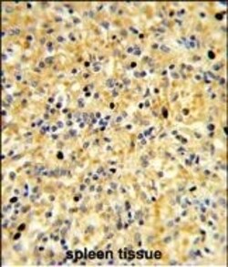 Invitrogen CCDC3 Polyclonal Antibody 400 &mu;L; Unconjugated:Antibodies,